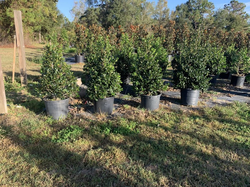 ilex-nellie-r-stevens-holly