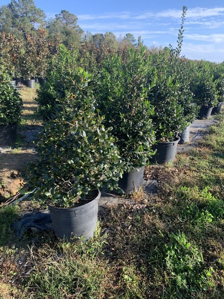 ilex-nellie-r-stevens-holly