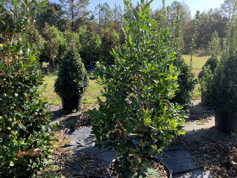 ilex-nellie-r-stevens-holly