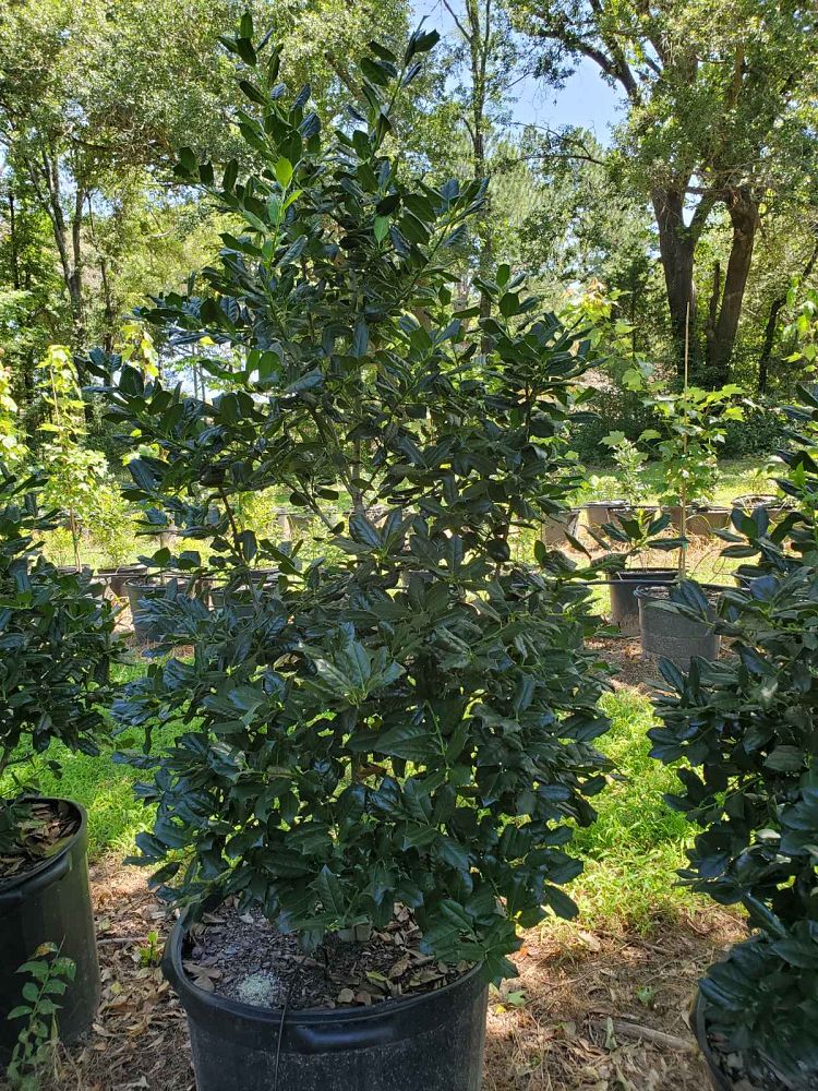 ilex-nellie-r-stevens-holly