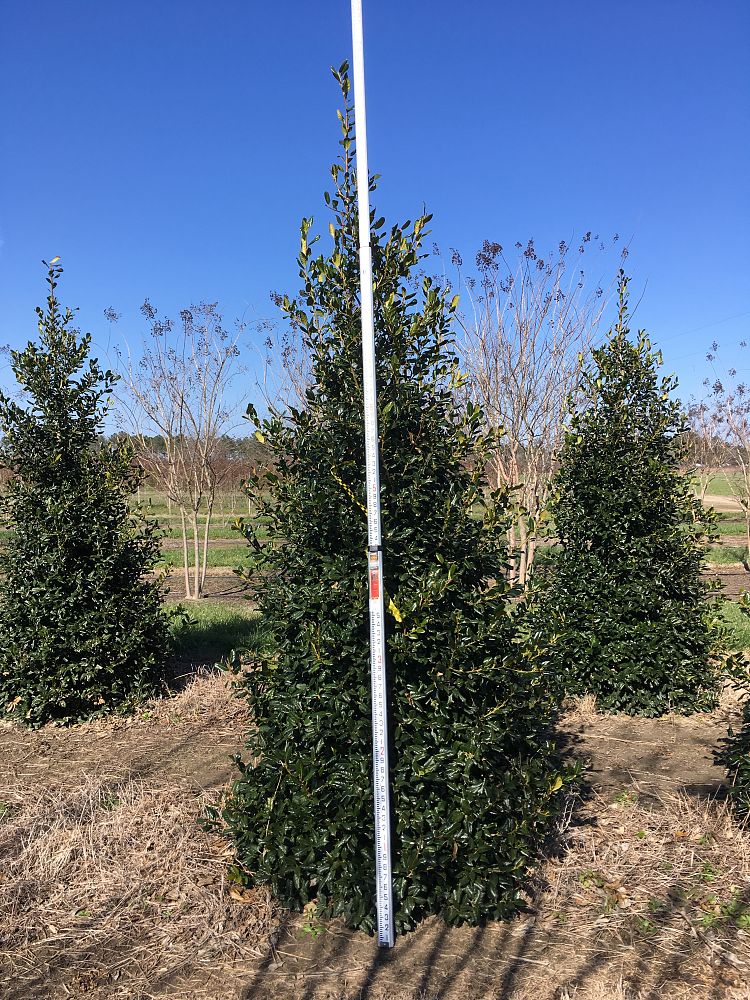 ilex-nellie-r-stevens-holly