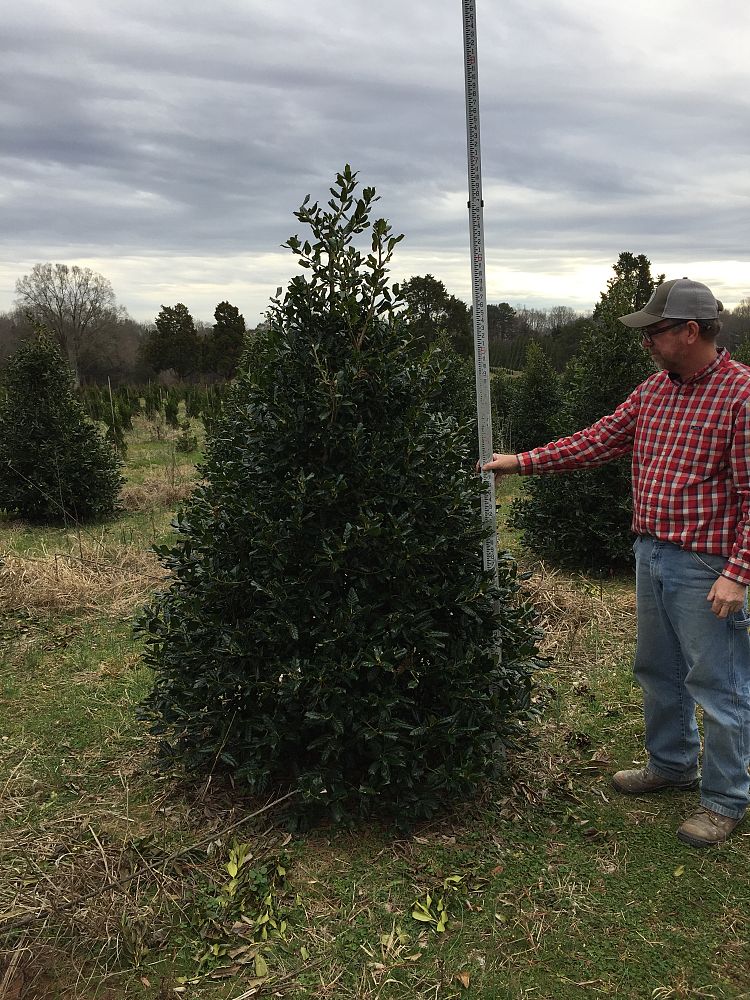 ilex-nellie-r-stevens-holly