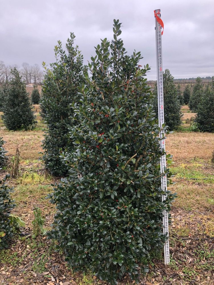 ilex-nellie-r-stevens-holly