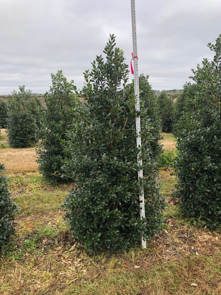 ilex-nellie-r-stevens-holly