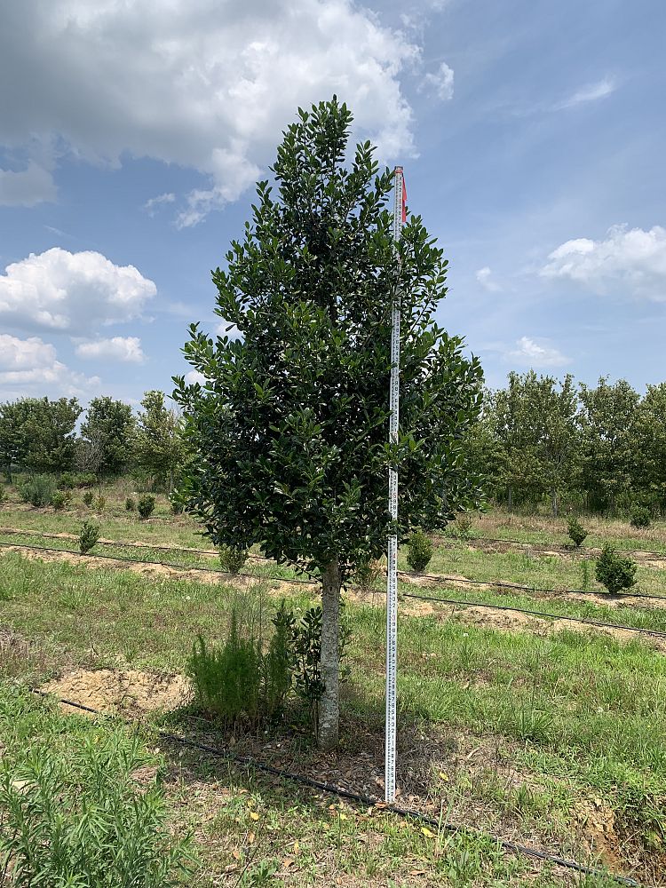 ilex-nellie-r-stevens-holly
