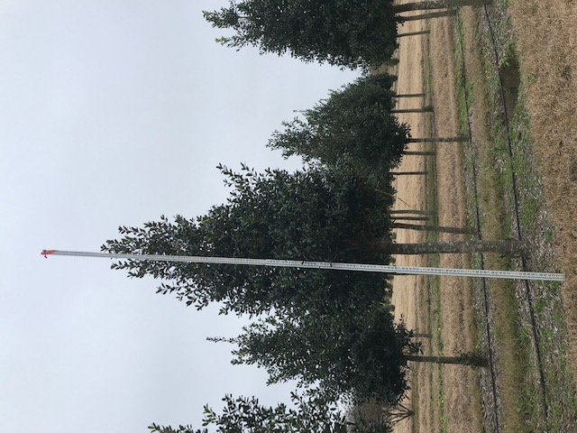 ilex-nellie-r-stevens-holly