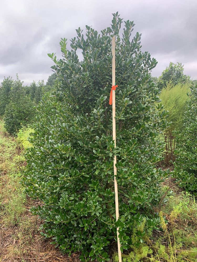 ilex-nellie-r-stevens-holly