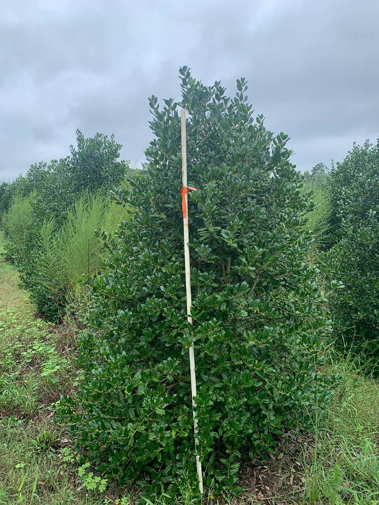 ilex-nellie-r-stevens-holly