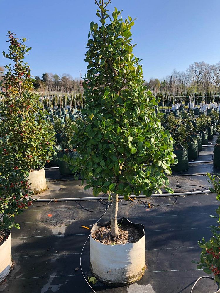 ilex-nellie-r-stevens-holly
