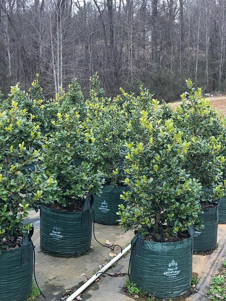ilex-nellie-r-stevens-holly