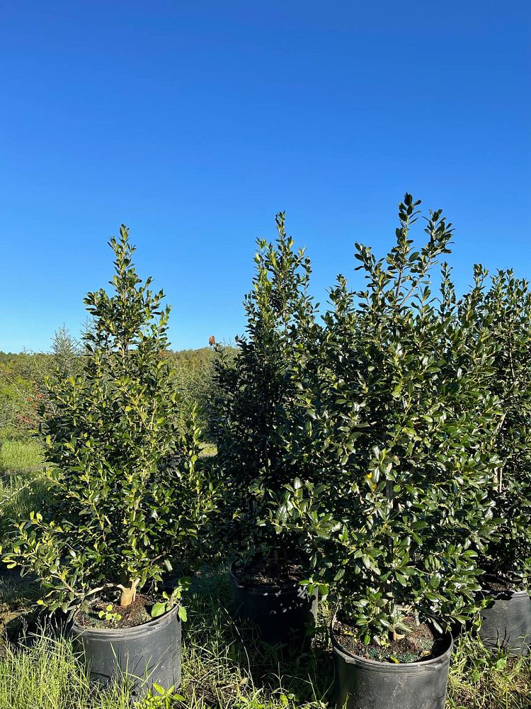 ilex-nellie-r-stevens-holly