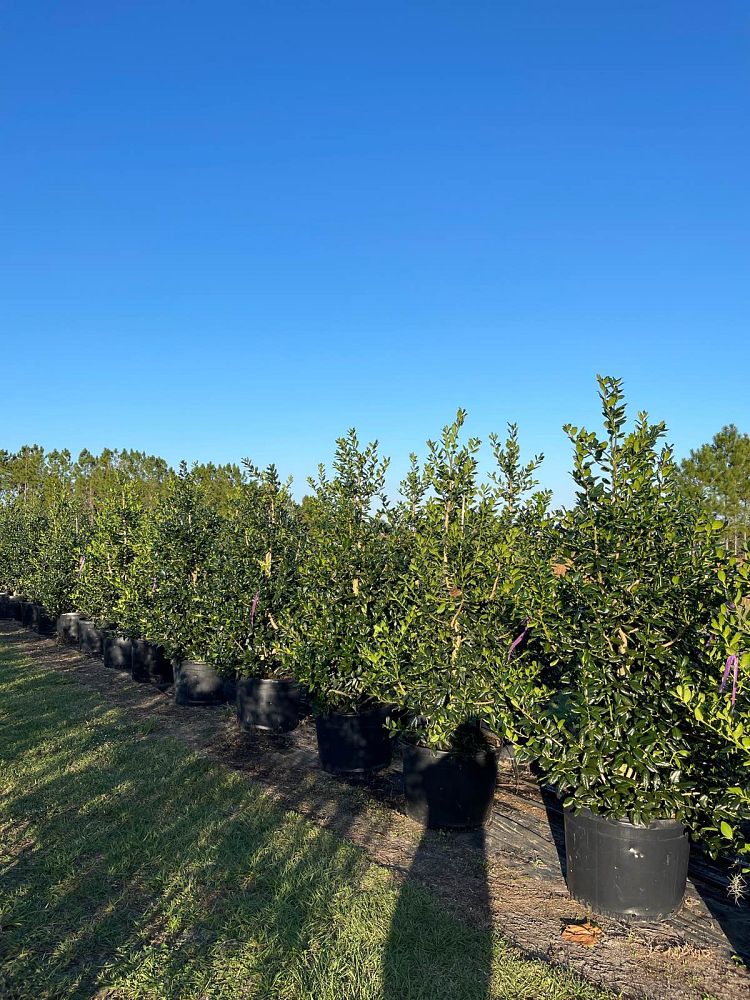 ilex-nellie-r-stevens-holly