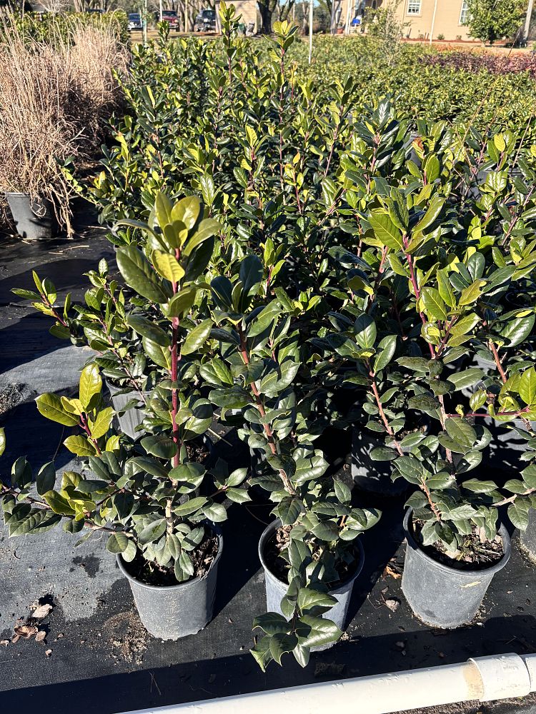 ilex-nellie-r-stevens-holly