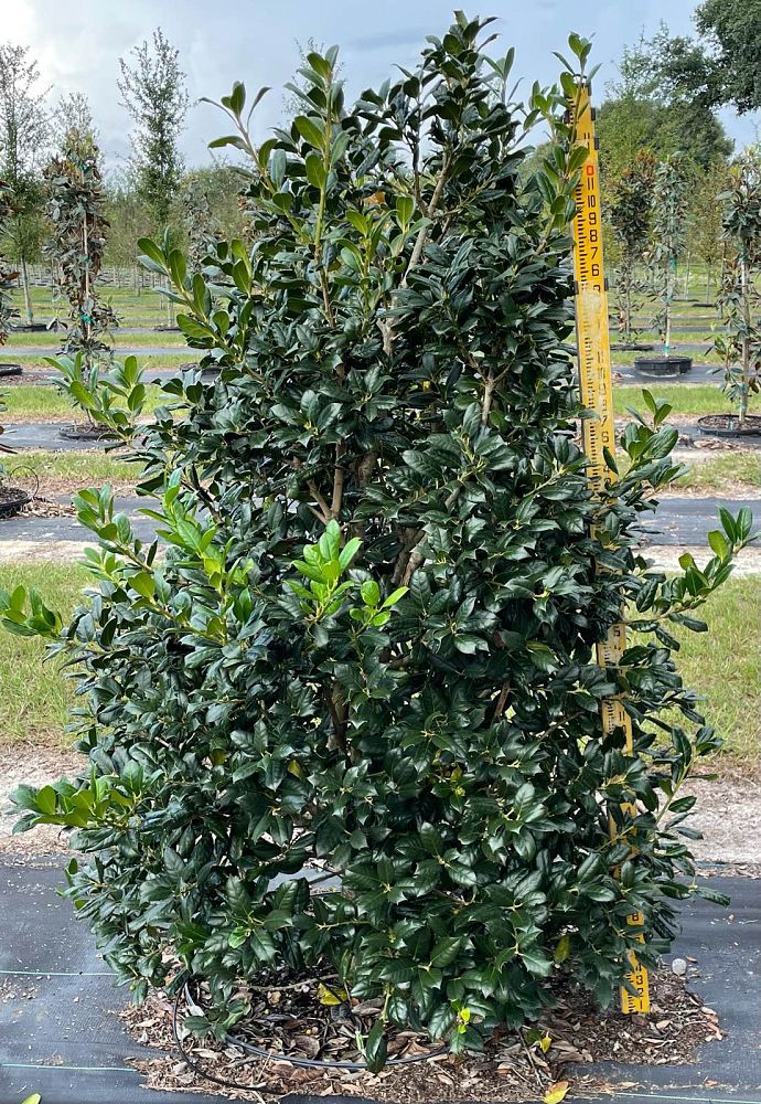 ilex-nellie-r-stevens-holly
