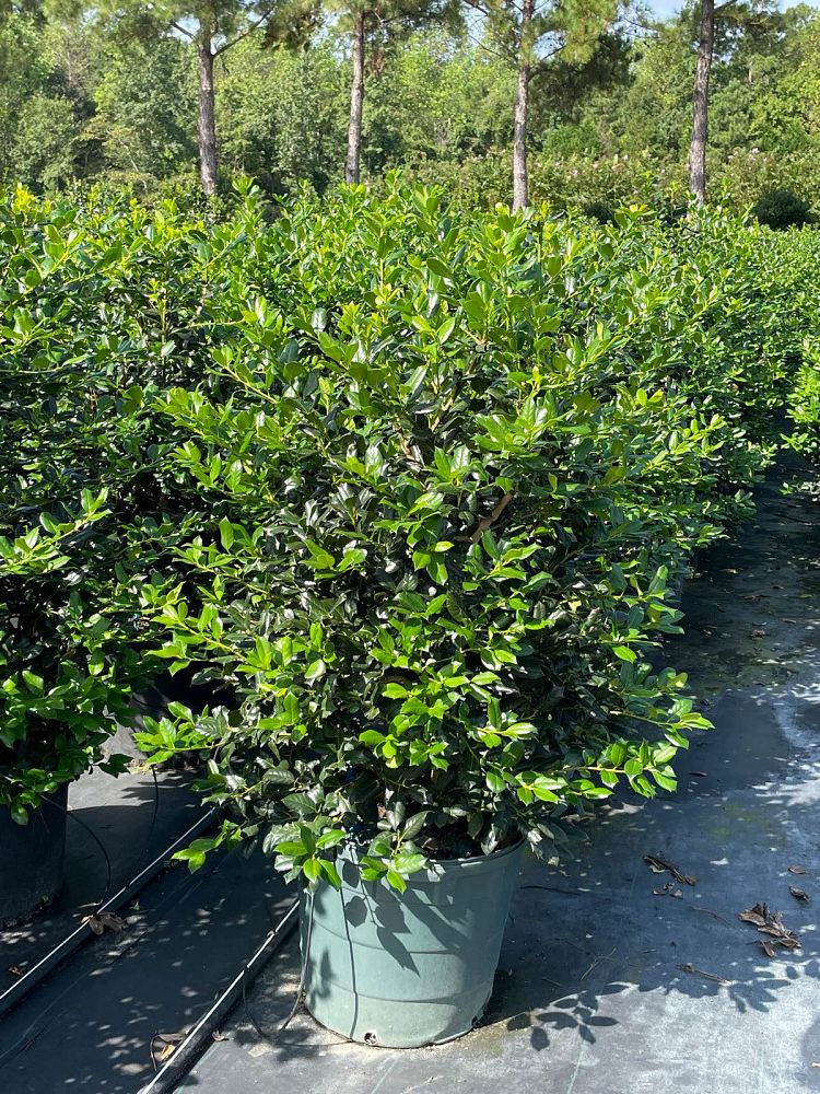 ilex-nellie-r-stevens-holly
