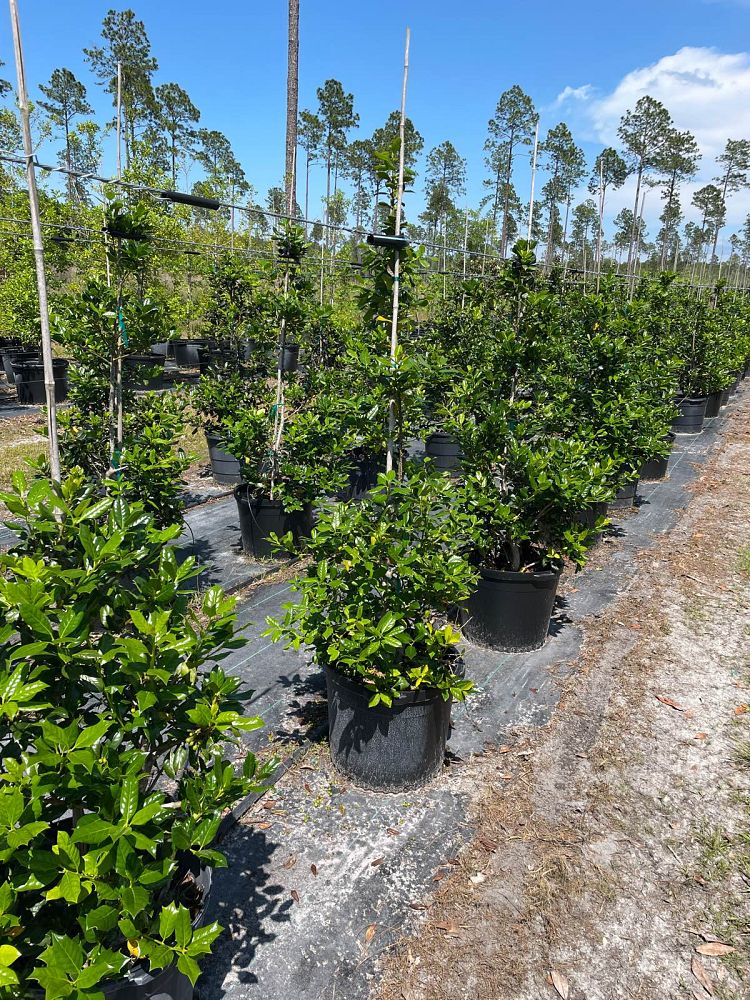 ilex-nellie-r-stevens-holly