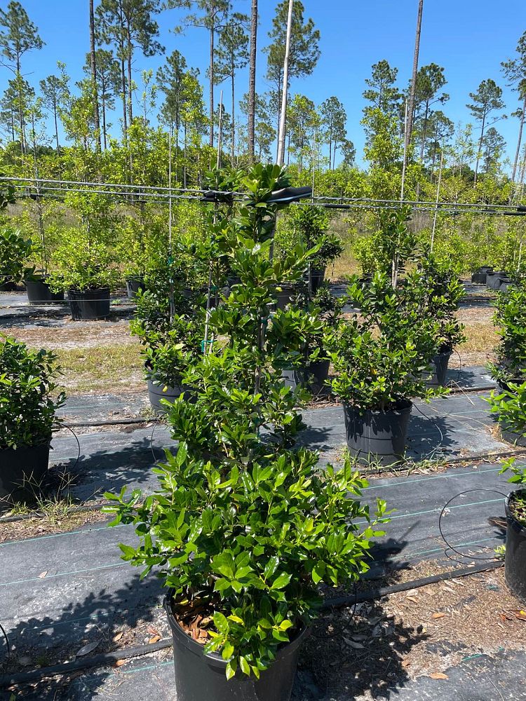ilex-nellie-r-stevens-holly