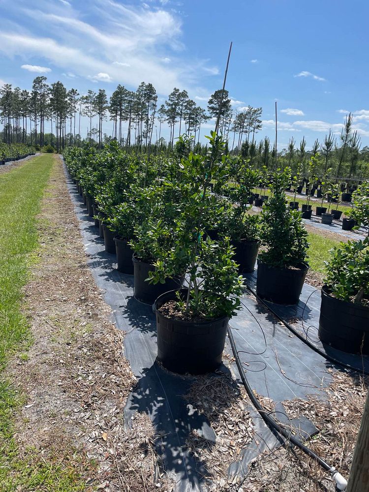 ilex-nellie-r-stevens-holly