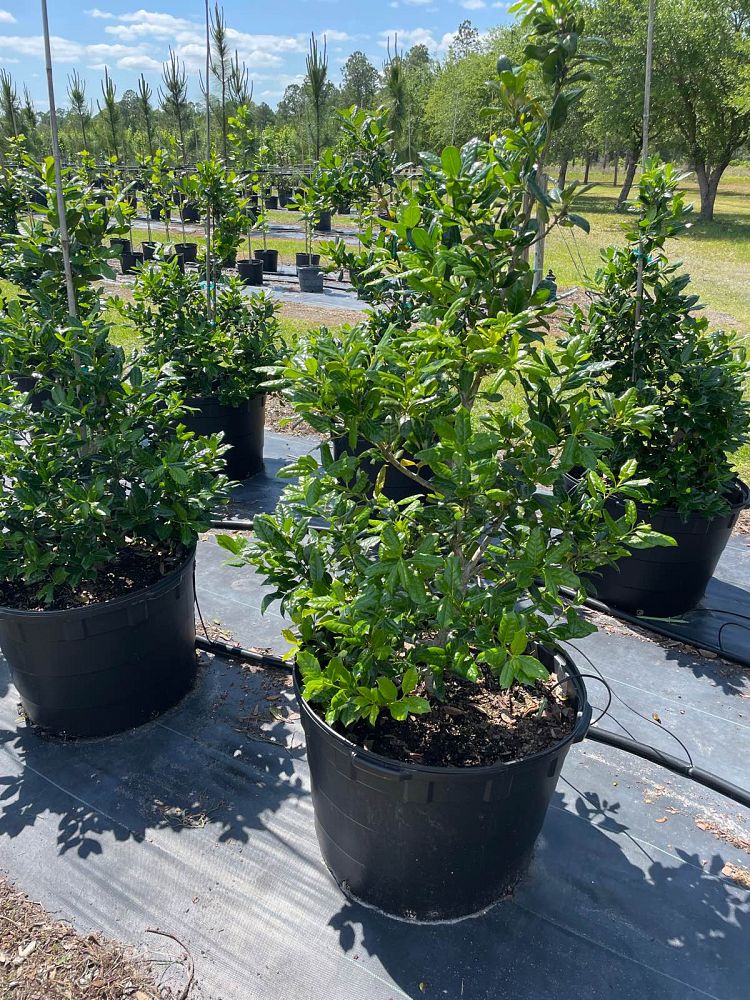 ilex-nellie-r-stevens-holly