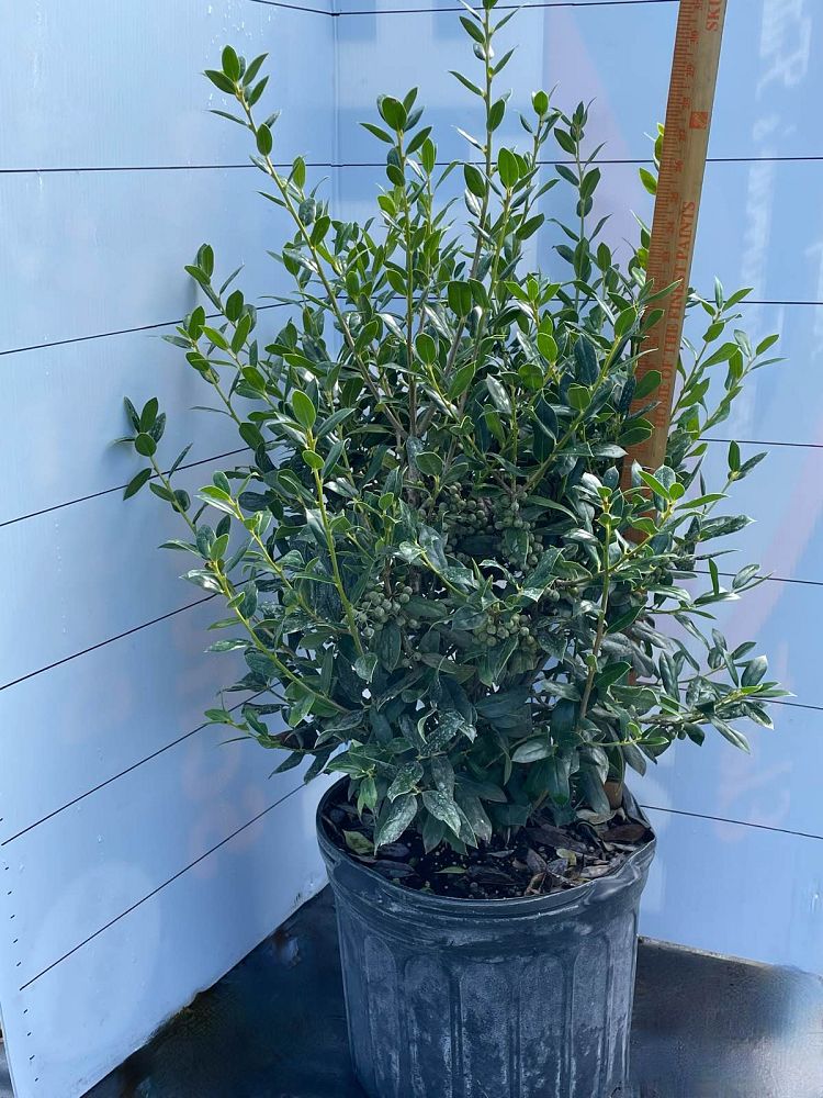 ilex-nellie-r-stevens-holly