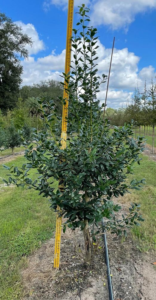 ilex-nellie-r-stevens-holly
