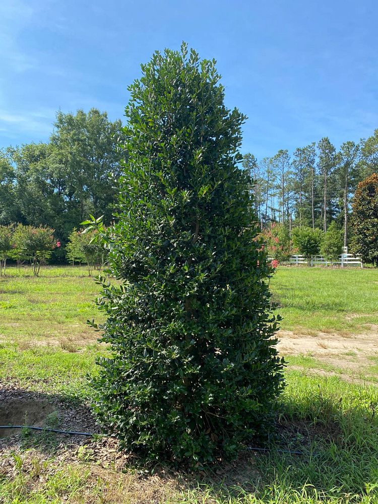 ilex-nellie-r-stevens-holly