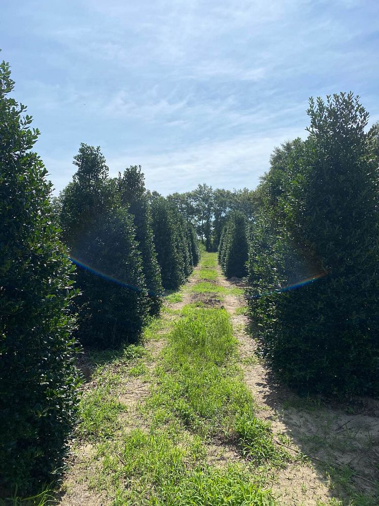 ilex-nellie-r-stevens-holly