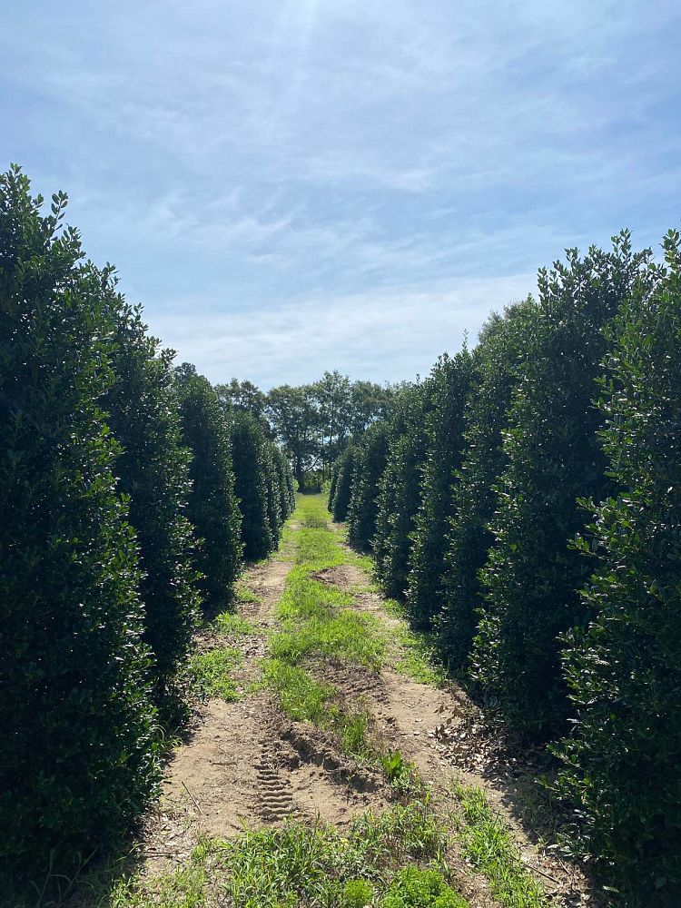 ilex-nellie-r-stevens-holly