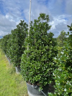 ilex-nellie-r-stevens-holly