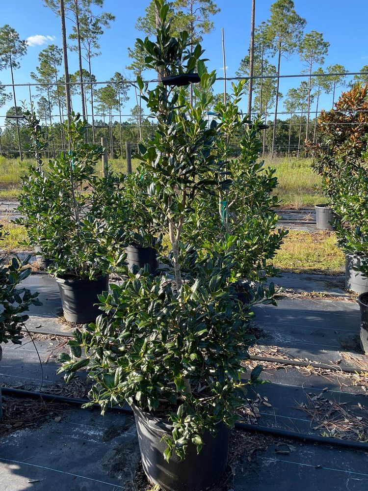 ilex-nellie-r-stevens-holly