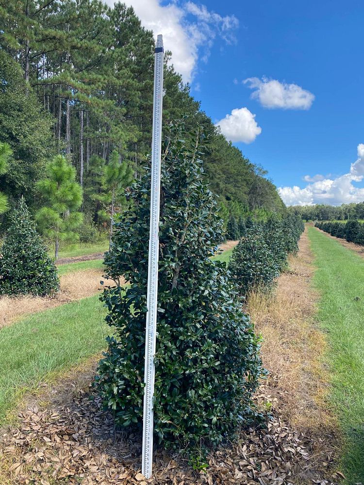 ilex-nellie-r-stevens-holly