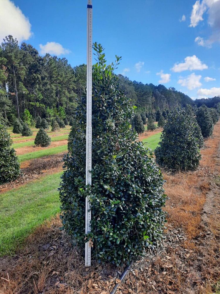 ilex-nellie-r-stevens-holly