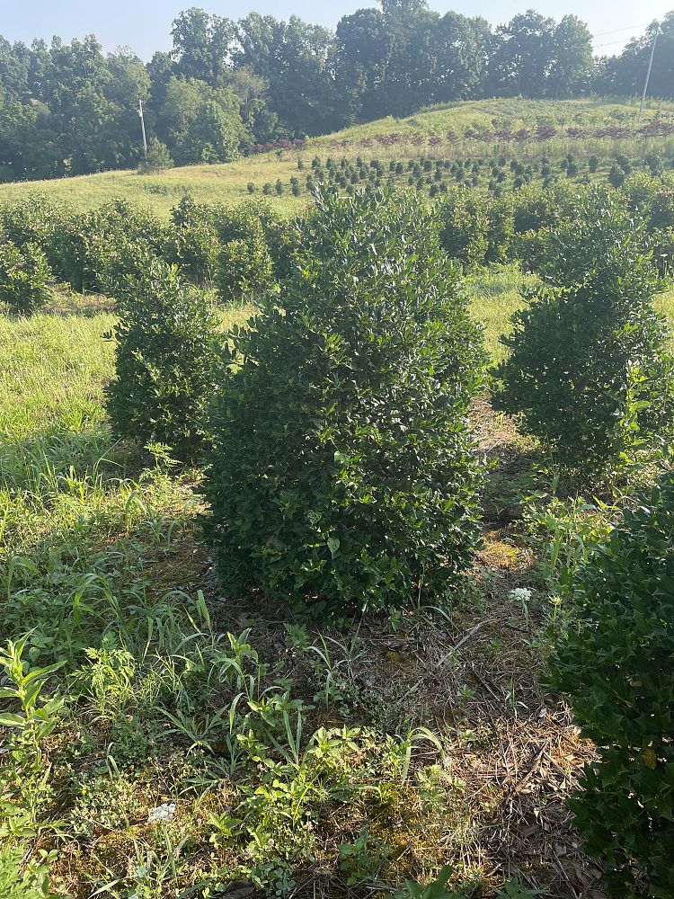 ilex-nellie-r-stevens-holly