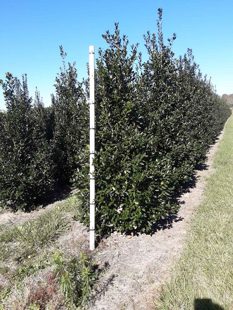 ilex-nellie-r-stevens-holly