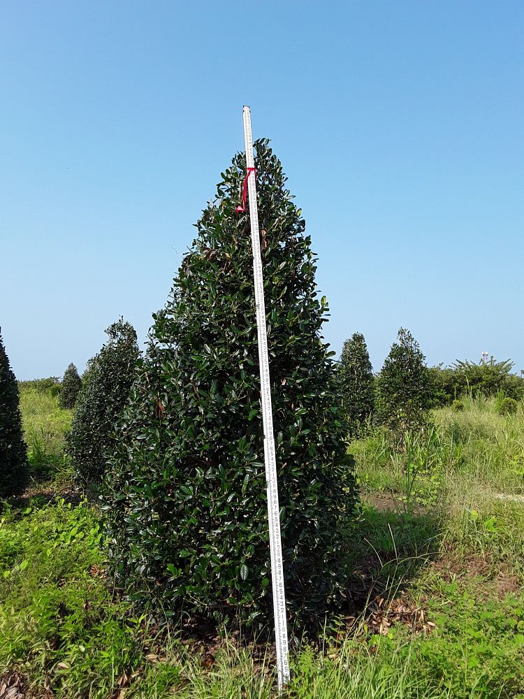 ilex-nellie-r-stevens-holly