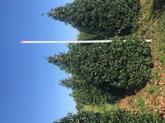 ilex-nellie-r-stevens-holly