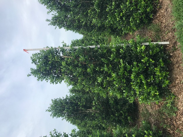 ilex-nellie-r-stevens-holly