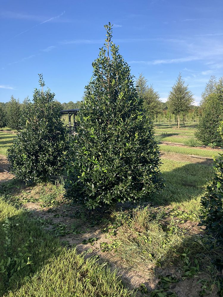 ilex-nellie-r-stevens-holly
