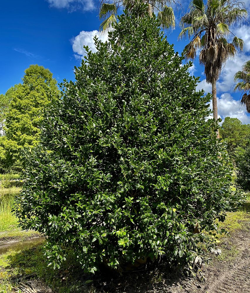 ilex-nellie-r-stevens-holly