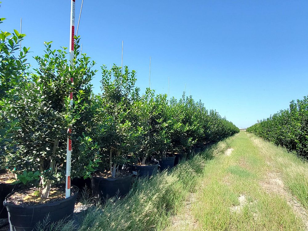 ilex-nellie-r-stevens-holly