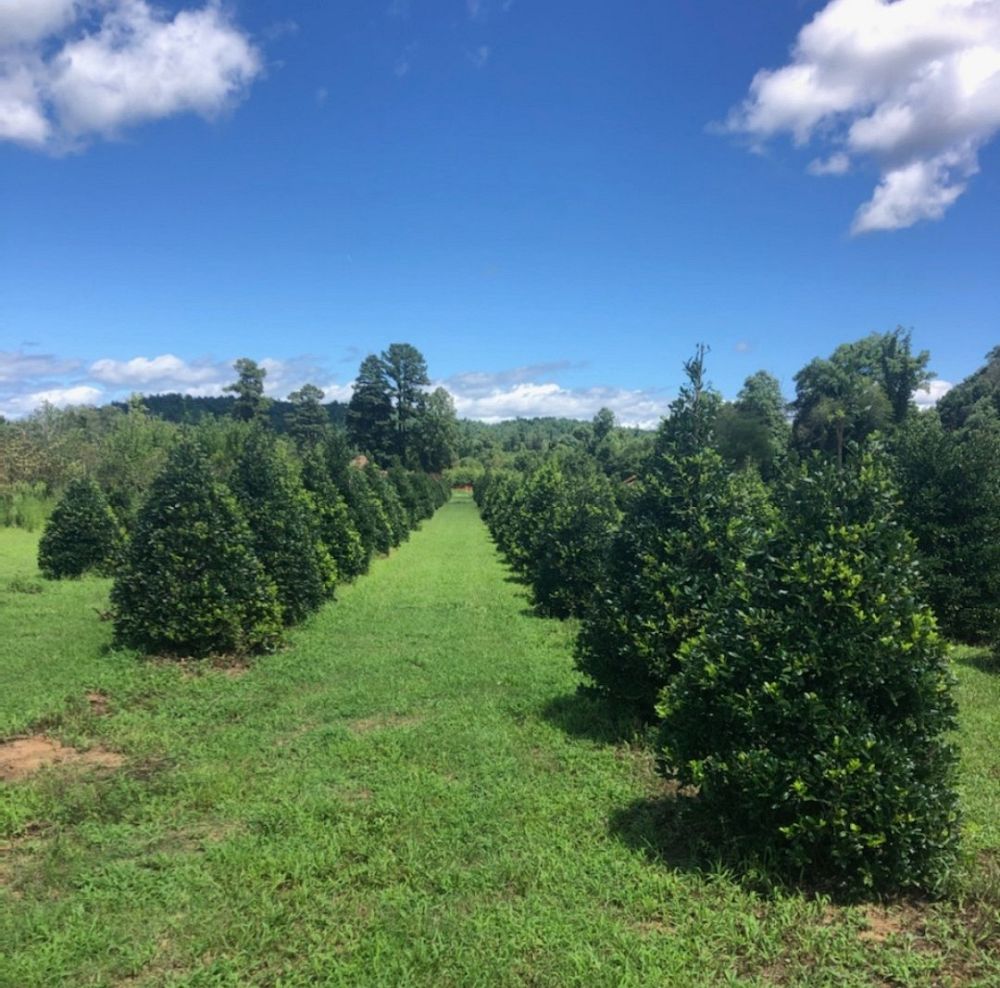 ilex-nellie-r-stevens-holly