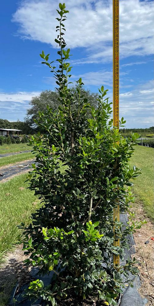 ilex-nellie-r-stevens-holly