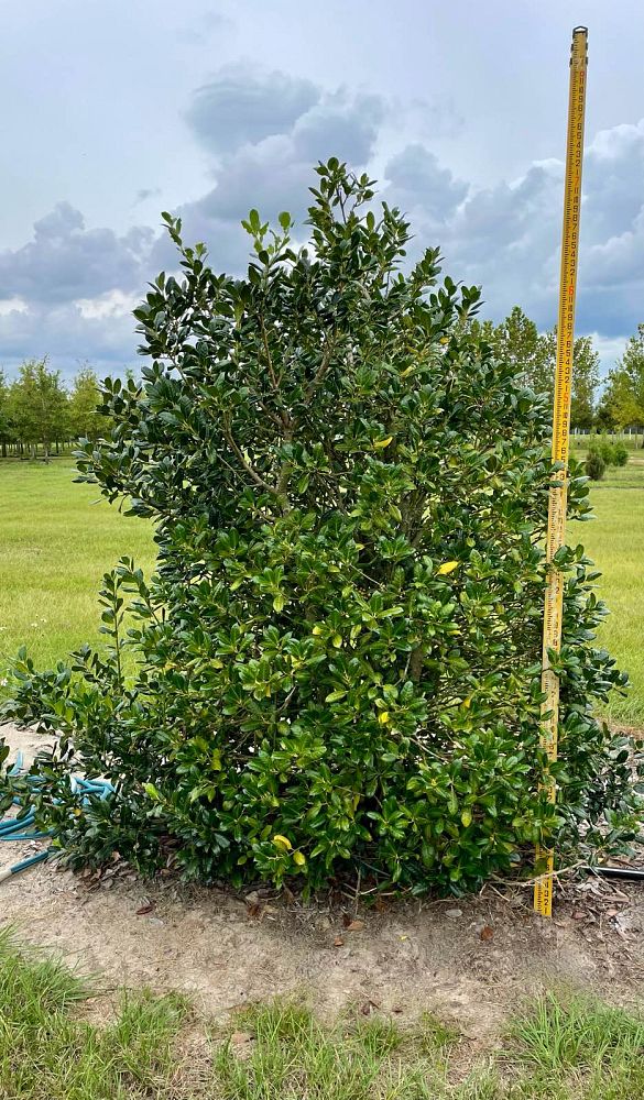 ilex-nellie-r-stevens-holly