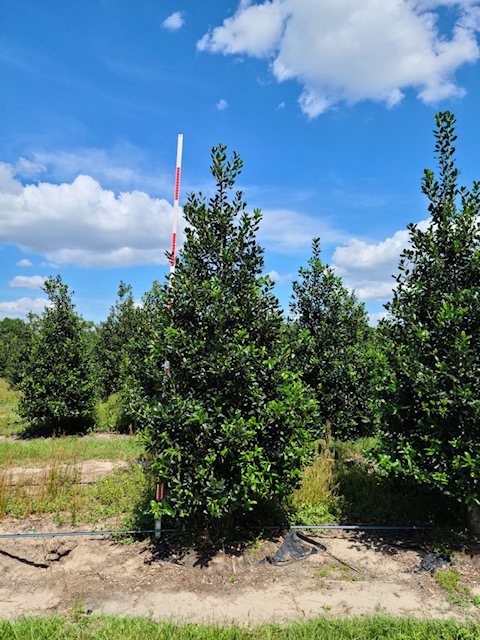 ilex-nellie-r-stevens-holly