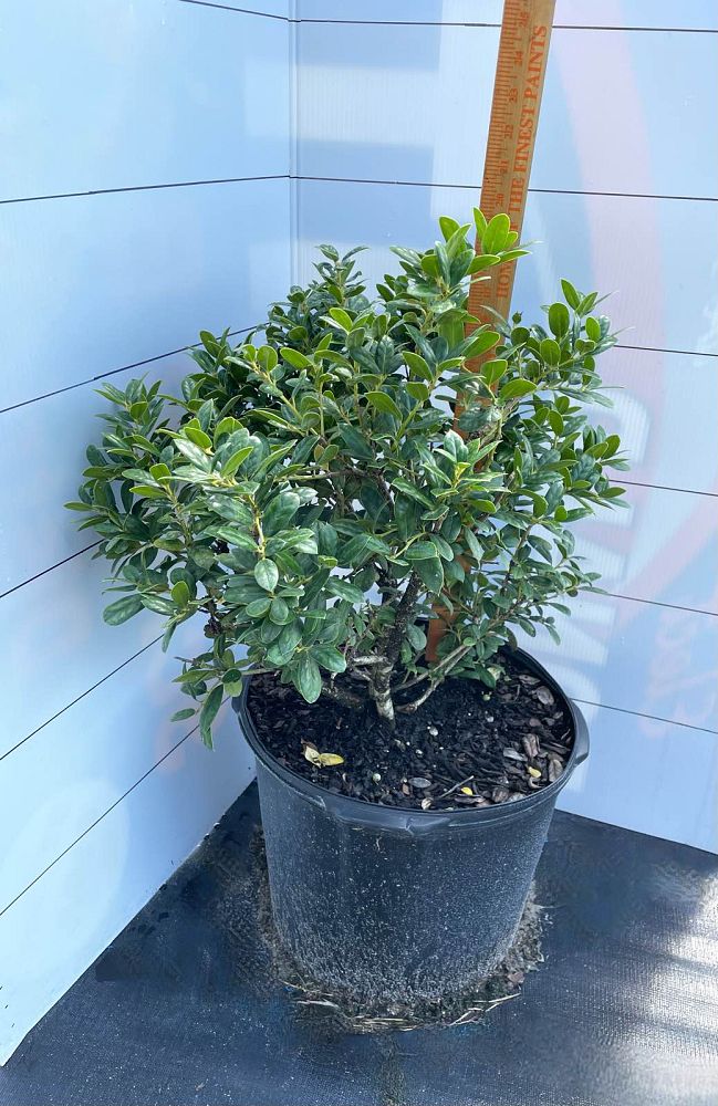 ilex-nellie-r-stevens-holly