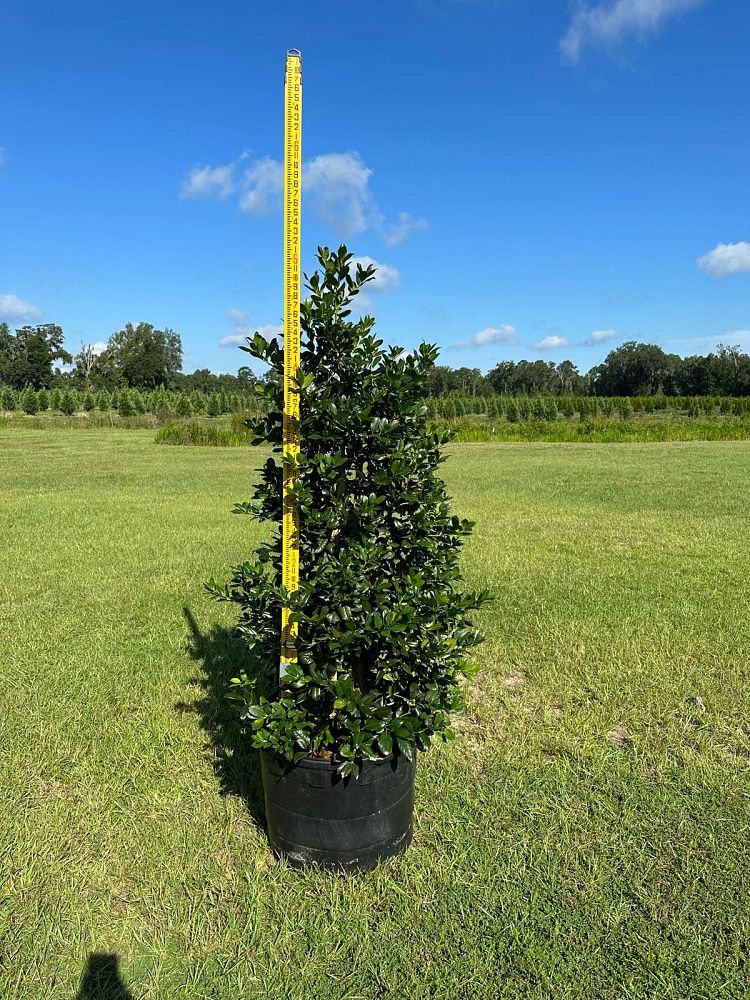 ilex-nellie-r-stevens-holly