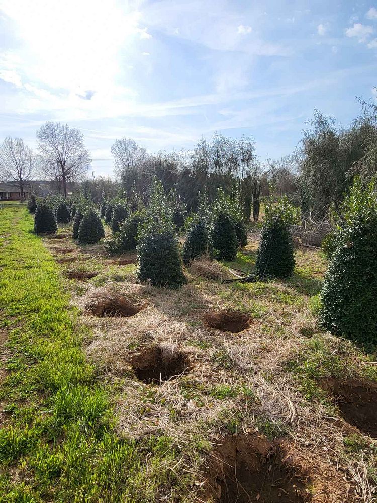 ilex-nellie-r-stevens-holly