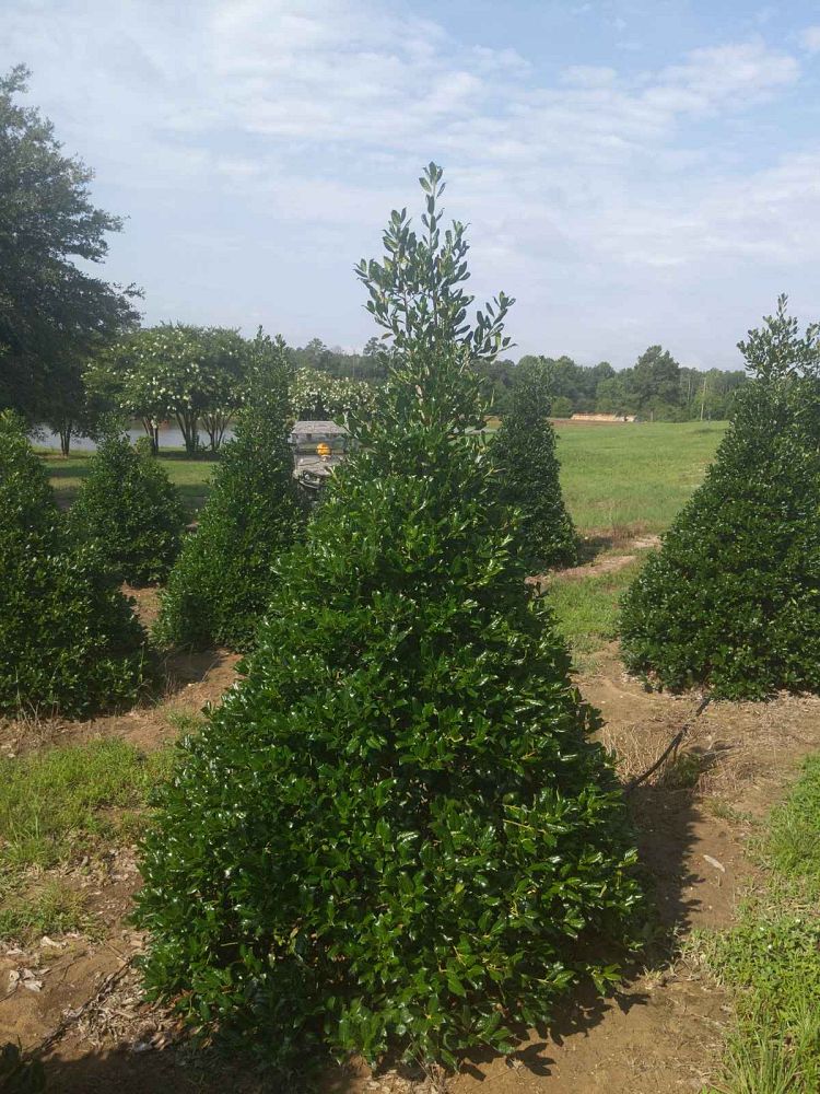 ilex-nellie-r-stevens-holly