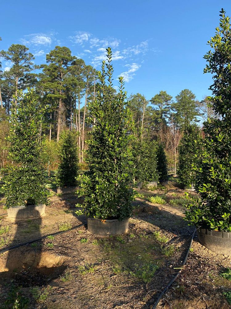 ilex-nellie-r-stevens-holly