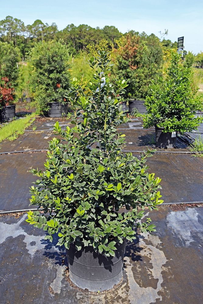 ilex-nellie-r-stevens-holly